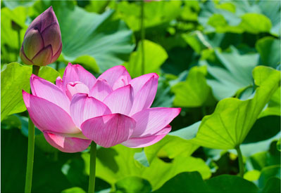 お盆のお供え物に！枯れない蓮の花