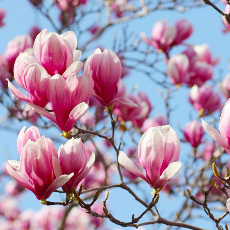 春を告げる木蓮の花