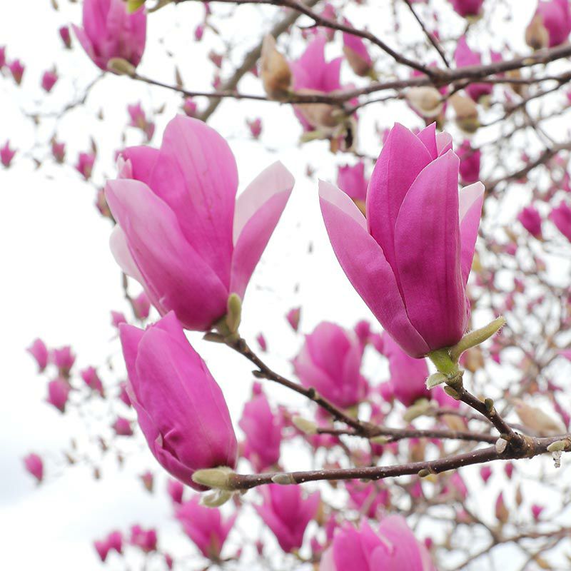 きめこみ・早春の木蓮｜株式会社さくらほりきり