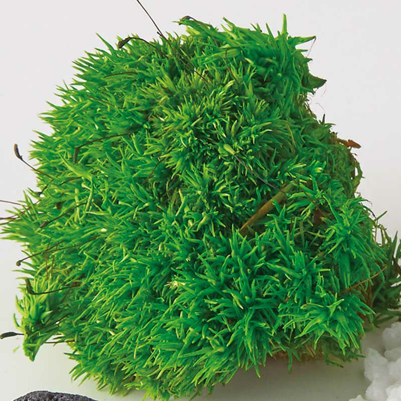 苔のテラリウム・D（猫）｜株式会社さくらほりきり