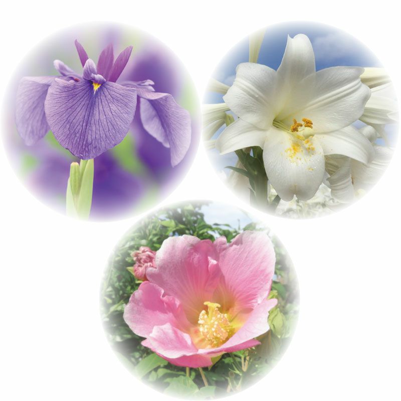 菖蒲・百合・芙蓉
