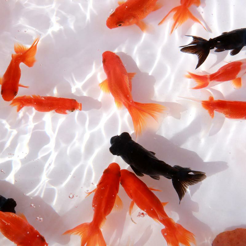 縁起物の金魚は玄関に飾ると効果的