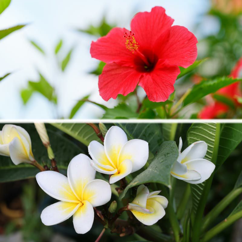 ハイビスカスには「幸せな未来・希望」プルメリアには「親切・調和・優しさ・謙虚・忍耐」という特別な意味がこめられています