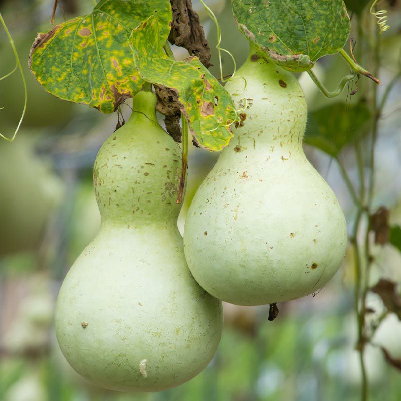 「六瓢箪（むびょうたん）」は、語呂合わせから「無病息災」の縁起物
