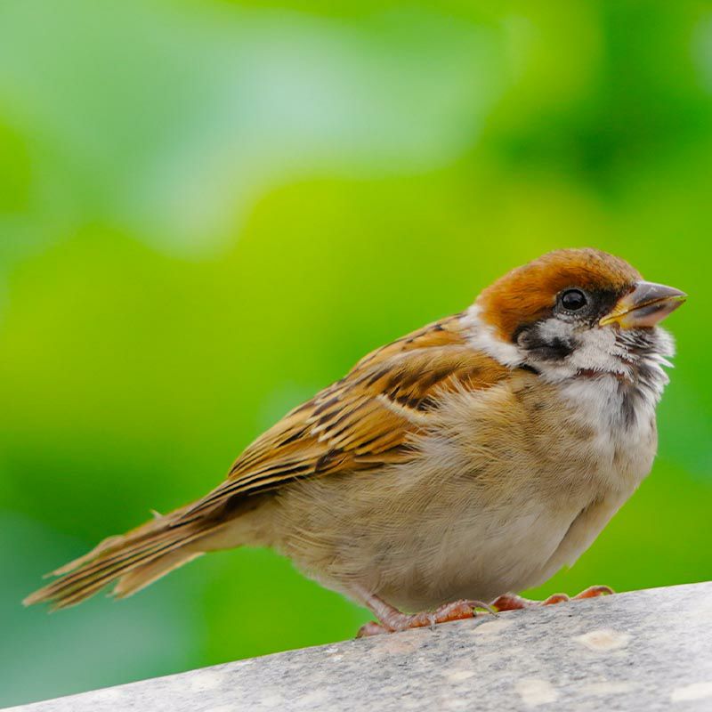 雀は「厄をついばむ」「家内安全」「富・豊かさ」を意味する吉鳥