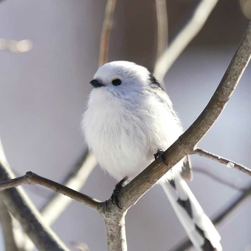 シールはり絵・シマエナガと椿｜株式会社さくらほりきり