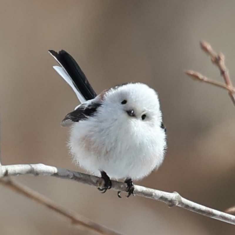 シマエナガは冬の訪れを知らせてくれる鳥として、「雪の妖精」と呼ばれています。