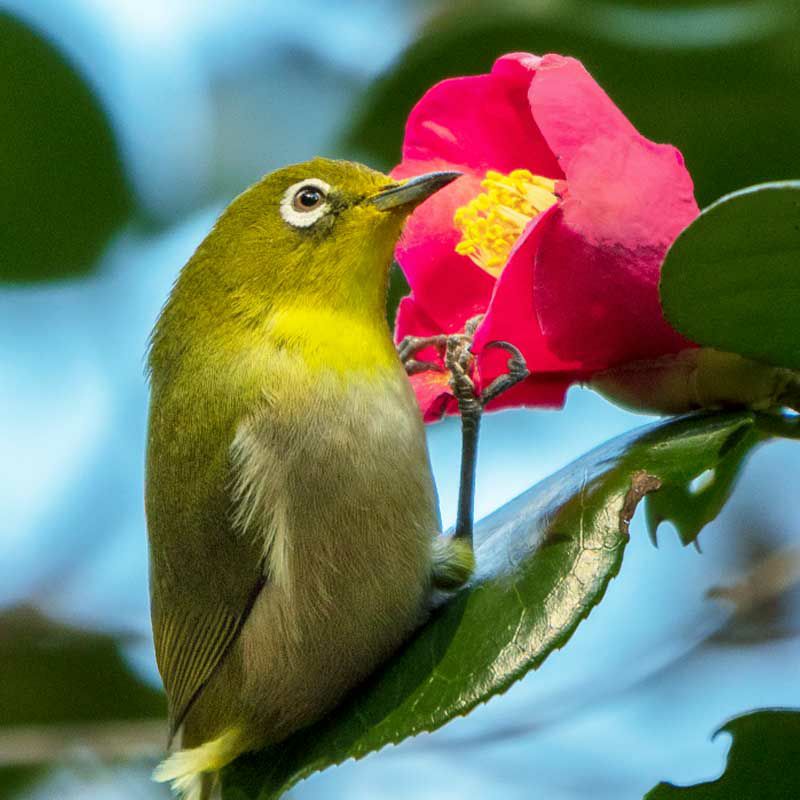 椿にメジロが留まる様子は、花と鳥が共に生き、幸せを呼ぶ関係を示しています