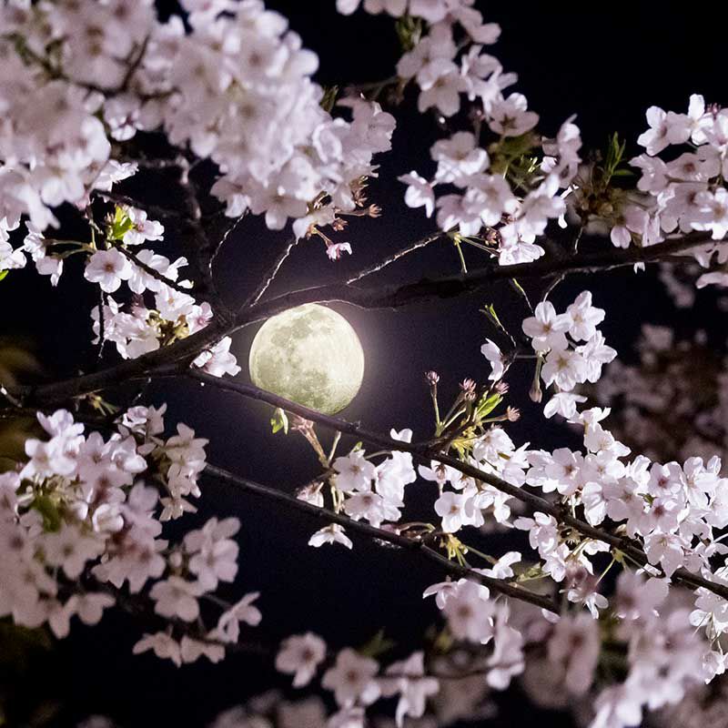きめこみ・月夜の桜｜株式会社さくらほりきり