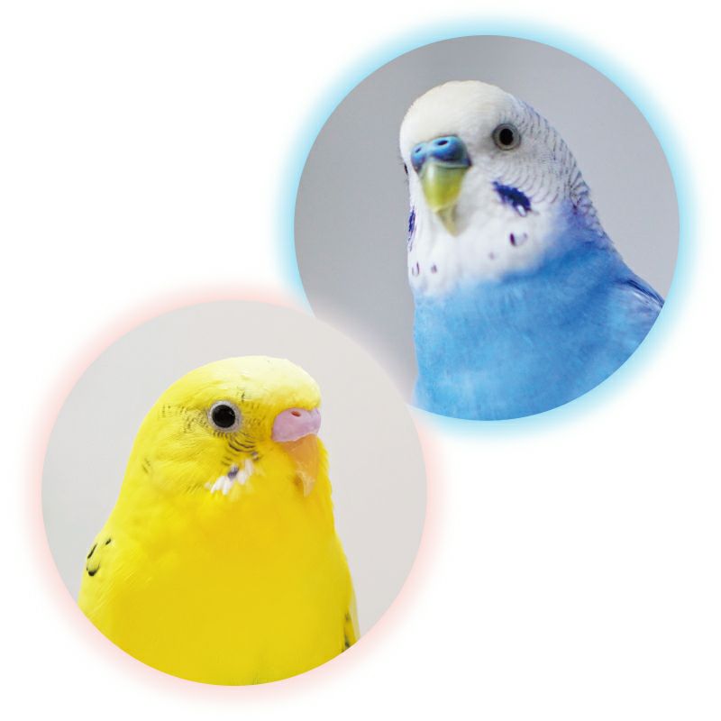 押絵飾り・鳥かごのインコ｜株式会社さくらほりきり